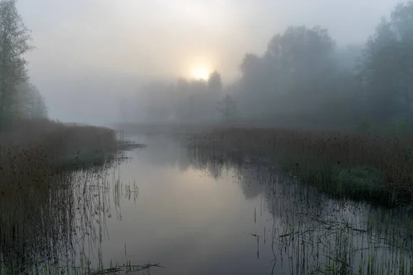 아침에 안개가 아름다운 강물에 가지들 — 스톡 사진