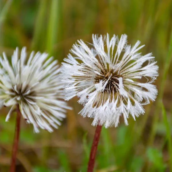 Imagen Con Cabezas Diente León Blanco Flor Rocío Mañana Pelusa — Foto de Stock