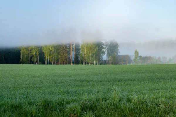 Interessante Nebellandschaft Mit Bäumen Grüne Wiese Vordergrund Nebel Über Den — Stockfoto