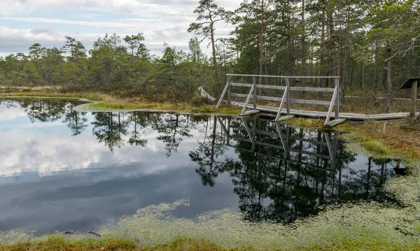 Bataklık bitkisinin manzarası, ön planda tahta köprü dokusu, bataklık otları ve yosunları, arka planda bataklık çamlarının siluetleri.