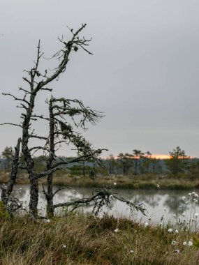Bataklık manzarası, arazi bataklık bitki örtüsü, yosun, çimen ve küçük çam ağaçları, anlamlı bulutlarla kaplıdır.