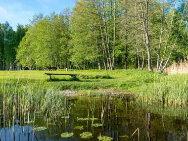 Ağaçları ve taze yeşil otları olan güzel bir nehir kıyısı. Deniz kenarında aydınlık bir bahar sabahı.