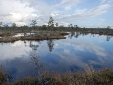 Eski turba bataklıkları ve bataklık bitkileriyle güzel bir manzara. Bataklık göleti küçük çamları, çalıları ve bulutlu gökyüzünü yansıtır. Niedraju Pilkas Bataklığı, Letonya