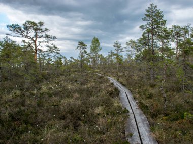 Bataklık ormanı doğal arka plan. Bataklık bitkileri, bataklıktaki tahta köprüler, vahşi bitki örtüsü, Niedraju Pilkas bataklığı, Letonya