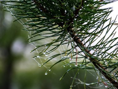 Örümceğin ağıyla sarılı bir fotoğraf, güzel bir sabah çiyi