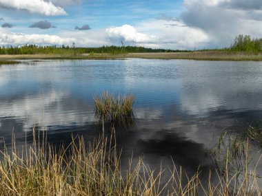 Bahar manzarası gelişmiş bir bataklık gölü, bataklık çayırları ve bataklıklar harika kümülüs bulutları ve su yansımaları, Sedas fundalığı, Letonya