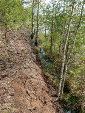 Turba bataklığında renkli bahar manzarası, bataklık dokusu, Sedas bozkırı, Letonya