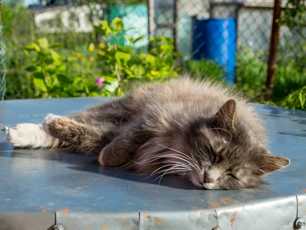 Foto Med Ett Porträtt Sovande Grå Katt — Stockfoto