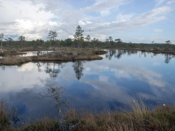 美丽的风景与古老的泥炭沼泽和沼泽植被 沼泽池塘反映了小松树 灌木丛和多云的天空 Niedraju Pilkas沼泽地 拉脱维亚 — 图库照片