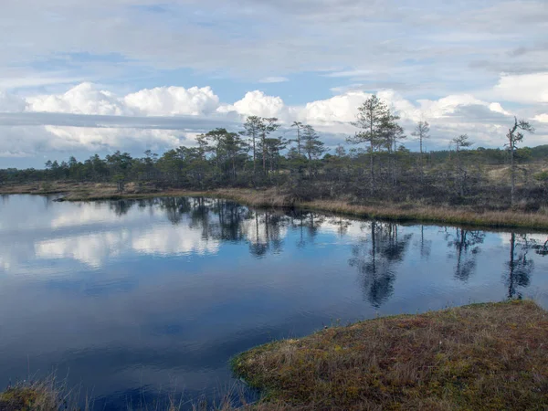 Nice landscape with old peat bogs and swamp vegetation. The bog pond reflects small pines, bushes and cloudy skies. Niedraju Pilkas swamp, Latvia