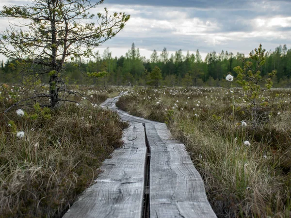 Bosque Pantanoso Fondo Natural Vegetación Del Pantano Pasarelas Madera Pantano — Foto de Stock