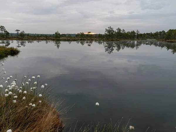 Nice landscape with old peat bog and swamp vegetation, Niedraju Pilka bog, Latvia