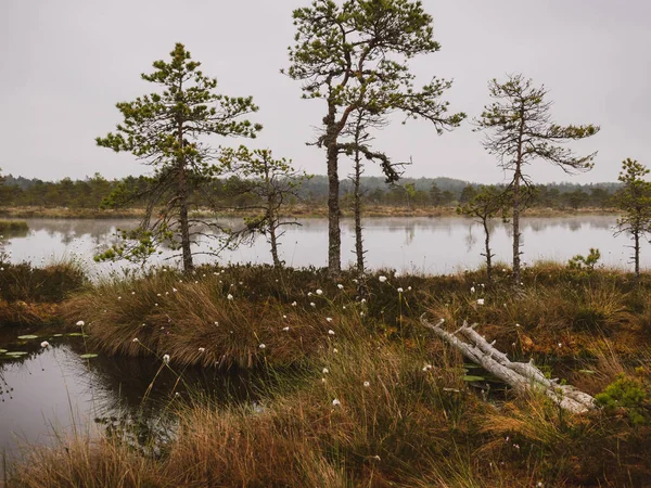 Nice landscape with old peat bogs and swamp vegetation. The bog pond reflects small pines, bushes and cloudy skies. Niedraju Pilkas swamp, Latvia