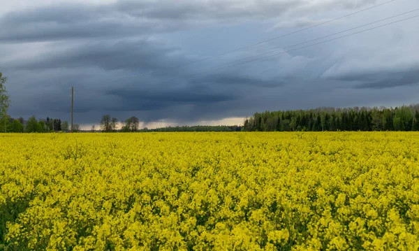 landscape with dark contrasting skies over a yellow rape field