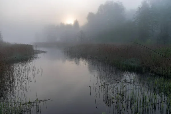 아침에 안개가 아름다운 강물에 가지들 — 스톡 사진