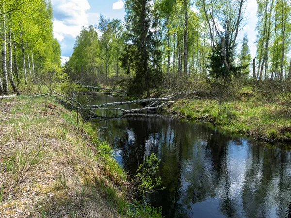 photo with water in channel ditch at drained wetlands area, trees fell across the ditch, Sedas heath, Latvia