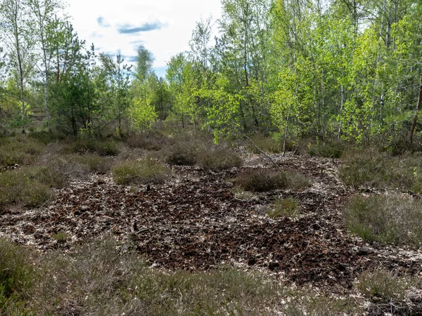 colorful spring landscape in a peat bog, bog texture, Sedas moor, Latvia