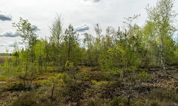 colorful spring landscape in a peat bog, bog texture, Sedas moor, Latvia