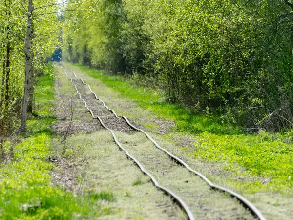 Paysage Printanier Avec Chemin Fer Fond Dans Une Forêt Marécageuse — Photo