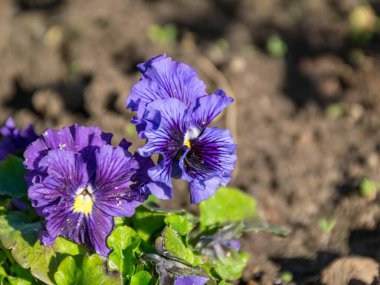 Güzel, renkli bir dulun çiçeğiyle yakın plan fotoğrafı.