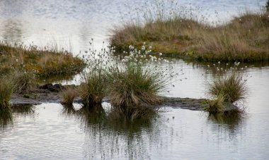 Eski turba bataklığı ve bataklık bitkisi, Niedraju Pilka bataklığı, Letonya