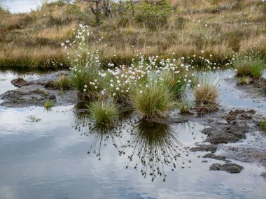 Eski turba bataklığı ve bataklık bitkisi, Niedraju Pilka bataklığı, Letonya