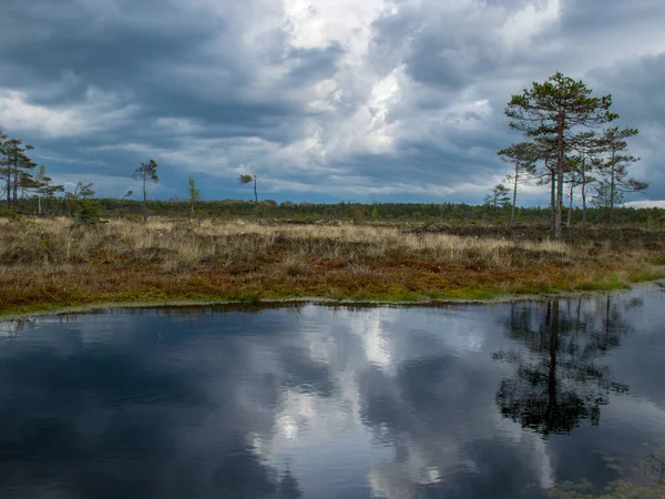 美丽的风景与古老的泥炭沼泽和沼泽植被 沼泽池塘反映了小松树 灌木丛和多云的天空 Niedraju Pilkas沼泽地 拉脱维亚 — 图库照片