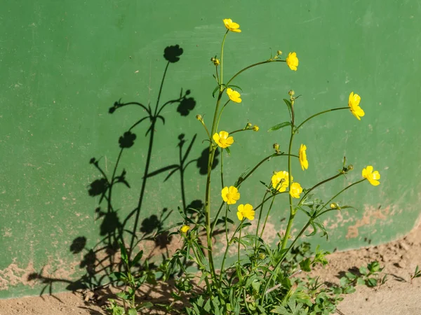 Bild Mit Blumen Und Schatten Der Wand Für Hintergrund Geeignet — Stockfoto