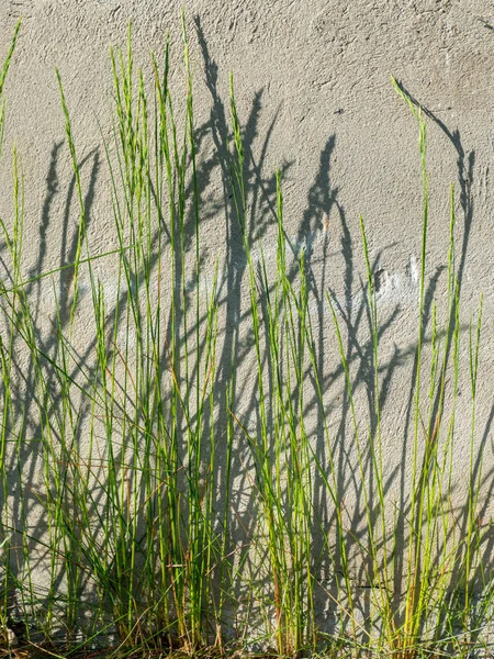 Foto Mit Grün Gebogen Und Ihre Schatten Der Hauswand Tapete — Stockfoto