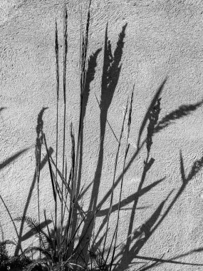 Kirli arka planda çimen yansımaları olan soyut siyah beyaz resim,