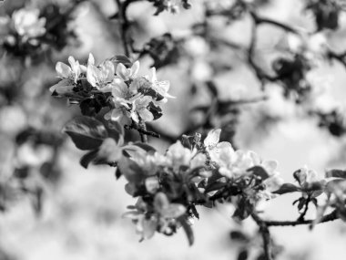 Elma çiçekleriyle soyut siyah beyaz resim