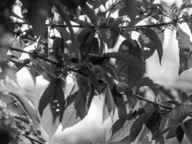 Yaprak dokusu ve gölgeleri arka planda olan soyut siyah beyaz fotoğrafçılık