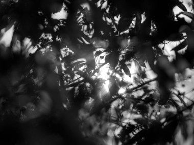 Yaprak dokusu ve gölgeleri arka planda olan soyut siyah beyaz fotoğrafçılık