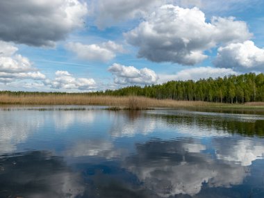 Bahar manzarası gelişmiş bir bataklık gölü, bataklık çayırları ve bataklıklar harika kümülüs bulutları ve su yansımaları, Sedas fundalığı, Letonya