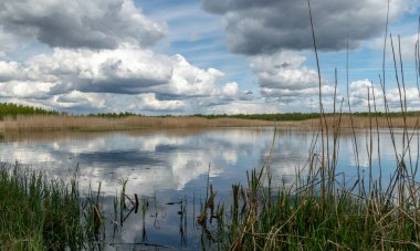 Bahar manzarası gelişmiş bir bataklık gölü, bataklık çayırları ve bataklıklar harika kümülüs bulutları ve su yansımaları, Sedas fundalığı, Letonya