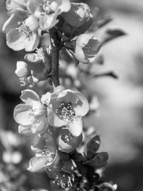 Elma çiçekleriyle soyut siyah beyaz resim