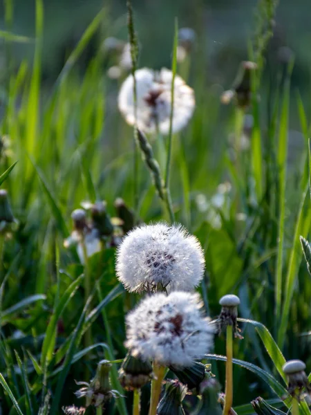 Landscape Fluffy Heads Blossomed Dandelions — Stock Photo, Image