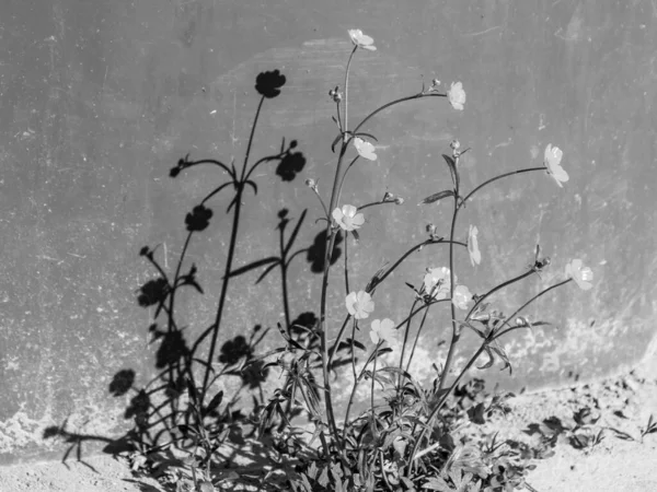 abstract black and white picture with flowers, pronounced shadows on the surface