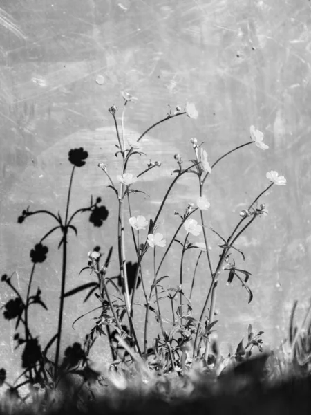 abstract black and white picture with flowers, pronounced shadows on the surface