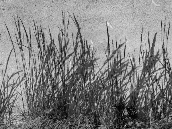 abstract black and white picture with grass reflections on a dirty background,