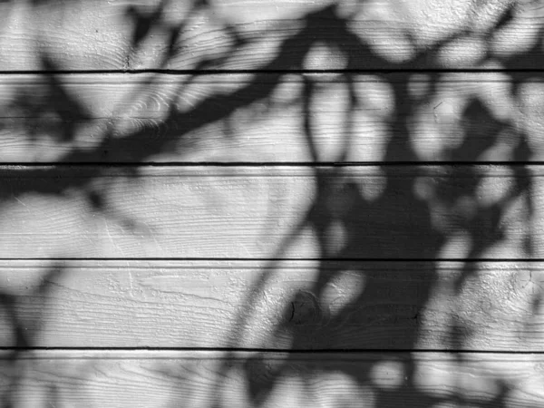 Abstraktní Černobílý Obraz Dřevěnou Texturou Rostlinnými Stíny Vhodný Pro Pozadí — Stock fotografie
