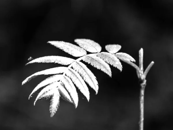 Abstract Black White Picture Mountain Ash Leaf — Stock Photo, Image