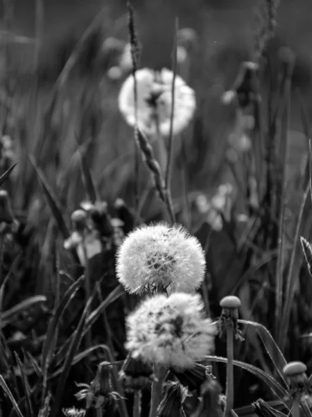 Foto Bianco Nero Con Denti Leone Fioriti Texture Bianco Nero — Foto Stock