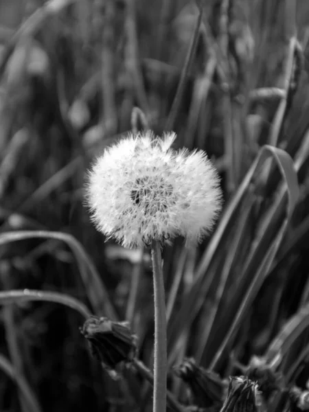 黒と白の花のタンポポ 黒と白のテクスチャと写真 — ストック写真
