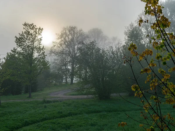 Nebellandschaft Morgen Bäume Weißen Nebel Gehüllt Verschwommene Konturen — Stockfoto