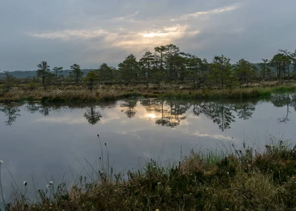 美丽的沼泽景观 湿地上覆盖着沼泽植物 青草和小松树 沼泽湖中的天空和树木倒影 — 图库照片