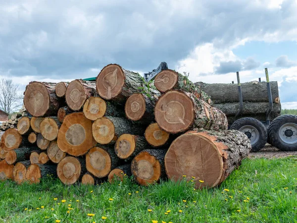Jarní Obraz Dřevěnými Klády Borového Dřeva Lese Naskládaný Hromadě Průřez — Stock fotografie