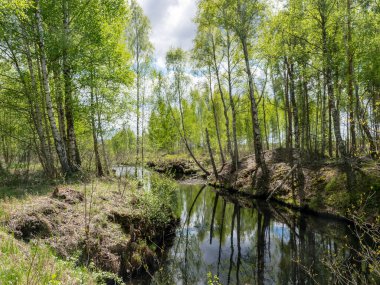 Bataklık hendeği olan bir manzara, kenarları boyunca beyaz huş ağaçları, bataklık otları ve yosunları, karanlık bataklık suyunda harika yansımalar.