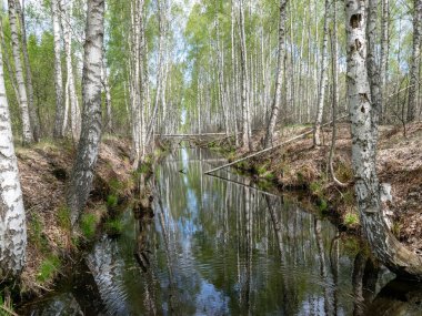 Kanaldaki hendekte suyla çekilmiş bir fotoğraf kurumuş sulak alanlarda ağaçlar hendeğe düşmüş, Sedas fundalığı, Letonya