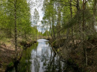 Bataklık hendeği olan bir manzara, kenarları boyunca beyaz huş ağaçları, bataklık otları ve yosunları, karanlık bataklık suyunda harika yansımalar.